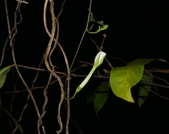 Ipomoea salsettensis