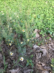 Bidens odorata