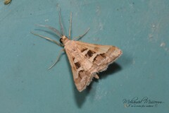 Isturgia disputaria