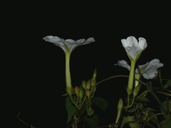 Ipomoea salsettensis