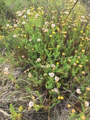 Chrysocoma coma-aurea