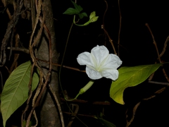 Ipomoea salsettensis