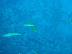 Flavocaranx bajad