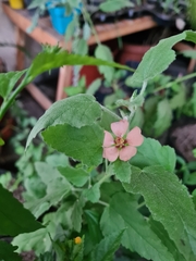 Sphaeralcea bonariensis