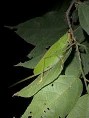 Copiphora brevirostris