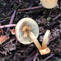 Hypholoma capnoides