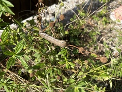 Xylophanes tersa