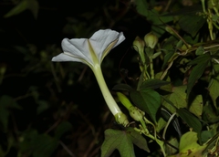 Ipomoea salsettensis
