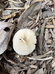 Candolleomyces candolleanus