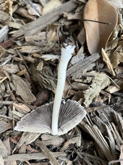 Candolleomyces candolleanus