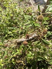 Xylophanes tersa