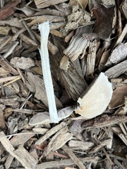 Candolleomyces candolleanus