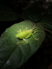 Copiphora brevirostris
