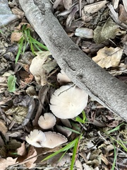 Candolleomyces candolleanus