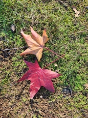 Liquidambar styraciflua