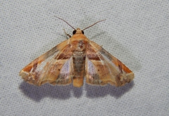Eutelia callichroma