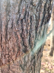 Liquidambar styraciflua