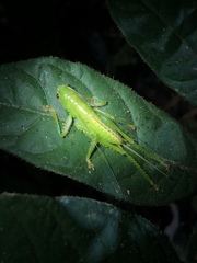 Copiphora brevirostris