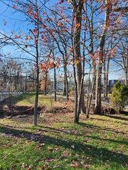 Liquidambar styraciflua