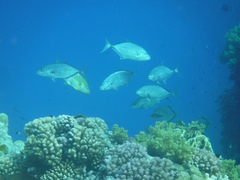 Flavocaranx bajad