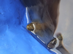 Dictyosoma temminckii