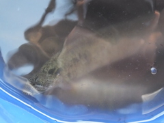 Dictyosoma temminckii