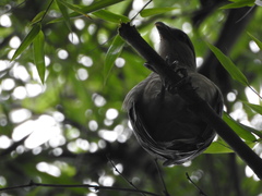 Pachyramphus polychopterus