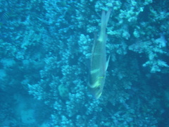 Monotaxis grandoculis