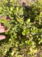Portulacaria