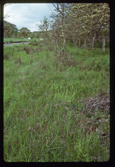 Lathyrus holochlorus