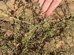Caroxylon imbricatum