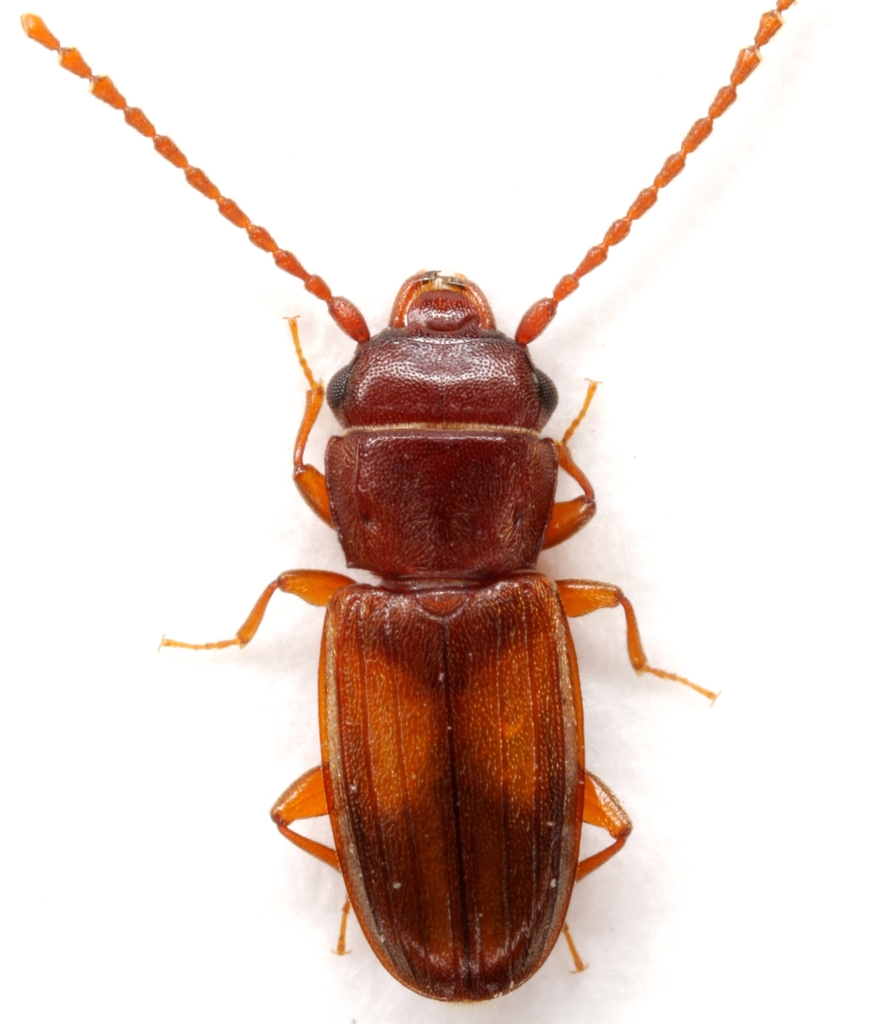 Laemophloeus apache