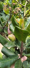 Anacardium