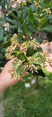 Anacardium