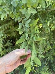 Salvadora persica