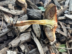 Leratiomyces ceres