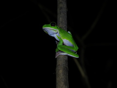 Pelodryadidae