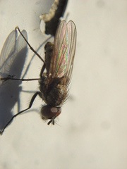 Leucophora