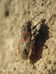 Arocatus melanocephalus