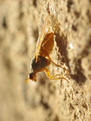 Scathophagidae