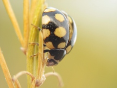 Coccinula quatuordecimpustulata