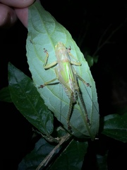 Copiphora brevirostris