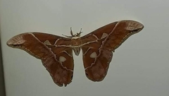 Rothschildia hesperus
