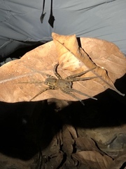 Ancylometes bogotensis