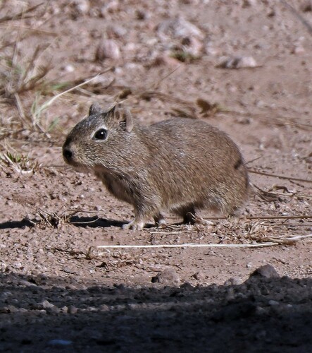Mountain Cavies