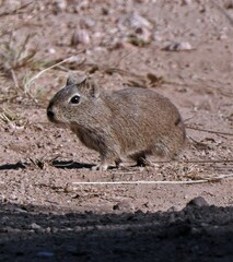 Microcavia maenas