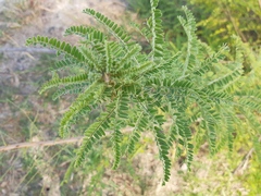 Eysenhardtia polystachya