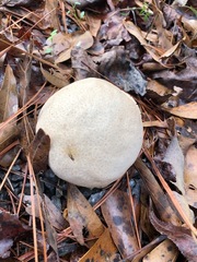 Calvatia