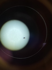 Entomobryidae