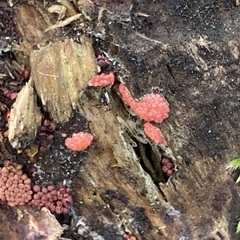 Hemitrichia decipiens